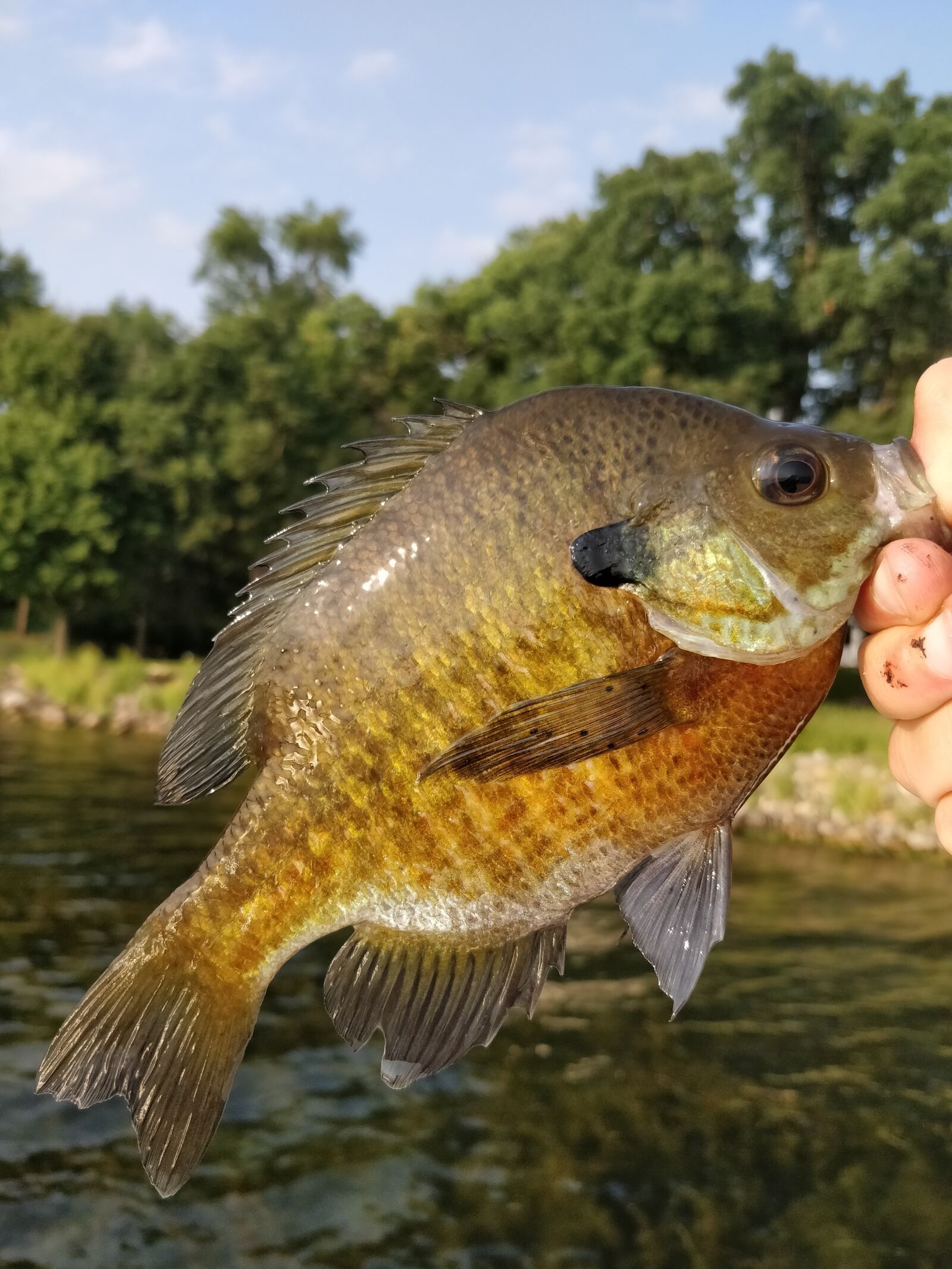 OnePlus A5000 sample photo. Sunfish, fish, nature photography