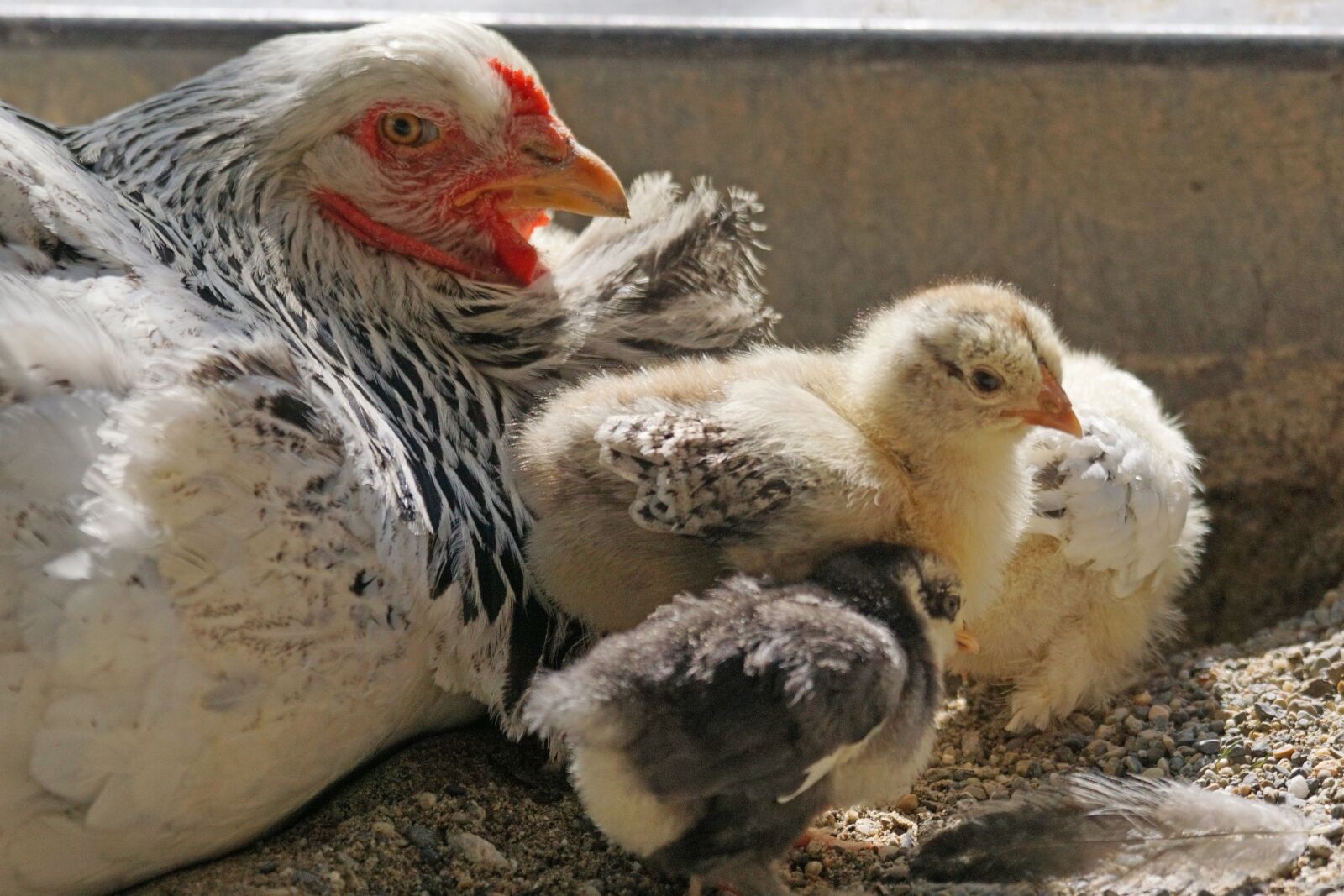 Sony ILCA-77M2 + Sony 70-400mm F4-5.6 G SSM sample photo. Brahama, chicken, hen photography