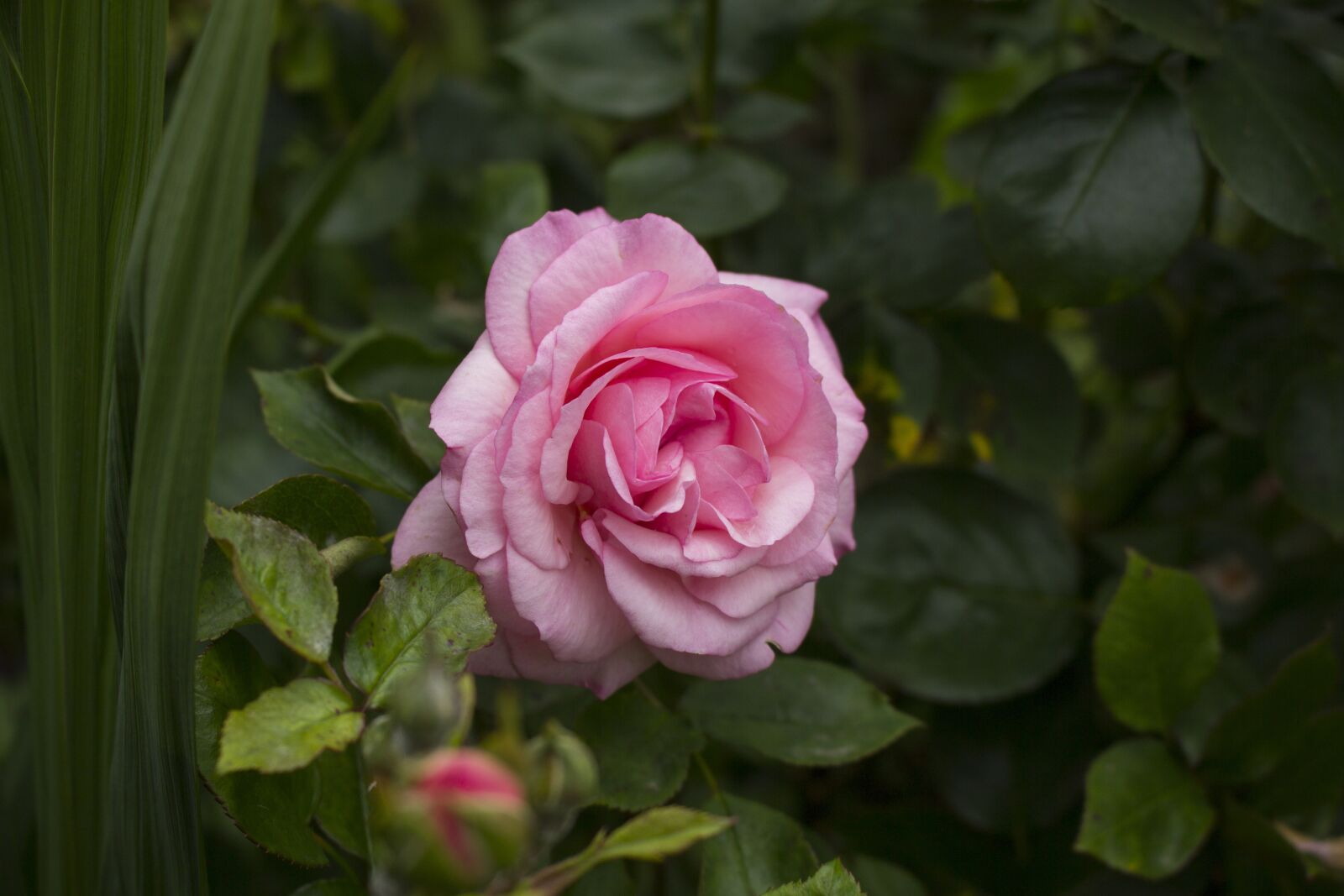 Canon EOS 60D + Canon EF-S 18-55mm F3.5-5.6 IS STM sample photo. Rose, flower, blossom photography