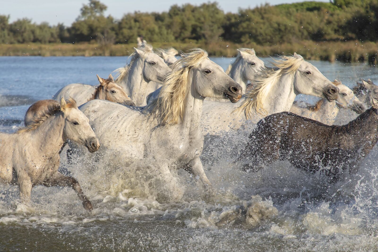 Canon EF 24-105mm F4L IS II USM sample photo. Camargue, horses, animals photography