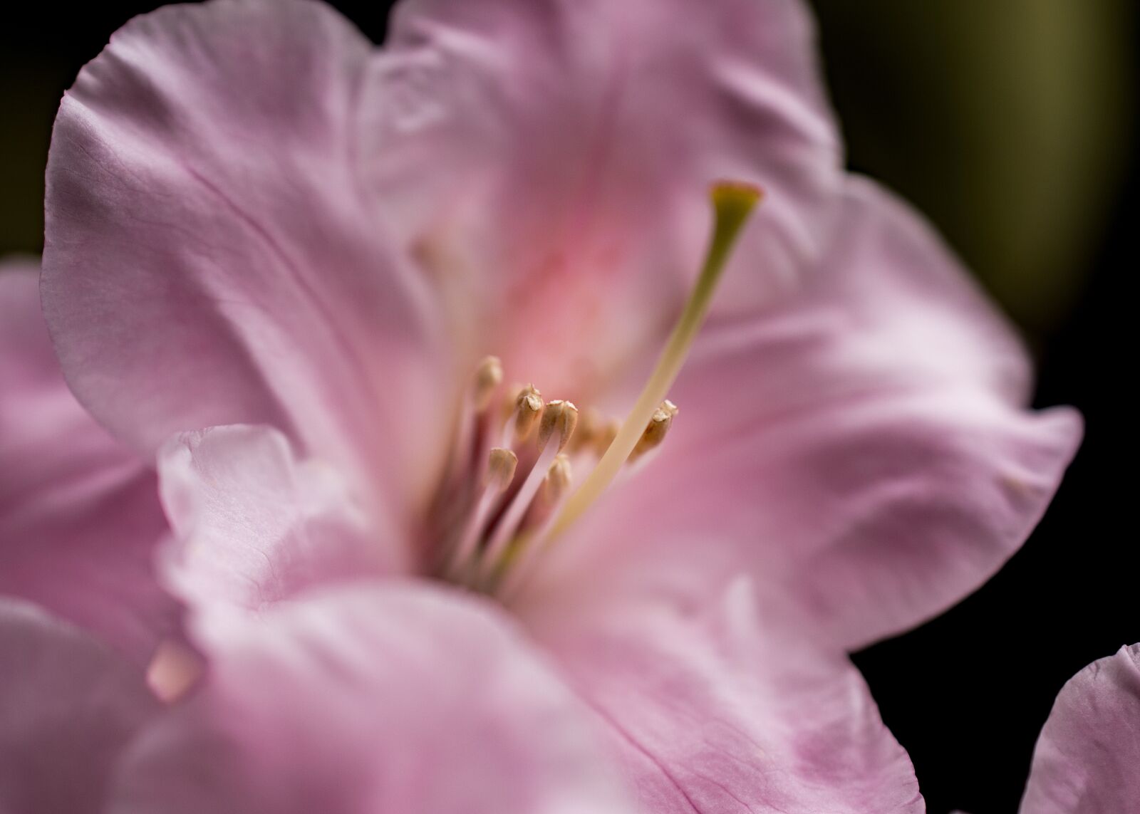 Nikon D3100 sample photo. Rhododendron, bloom, spring flowers photography