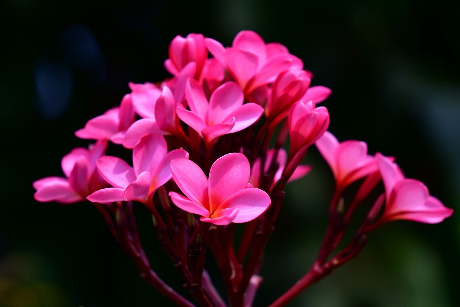 Nikon D500 sample photo. Frangipani, red plumeria, fragrant photography