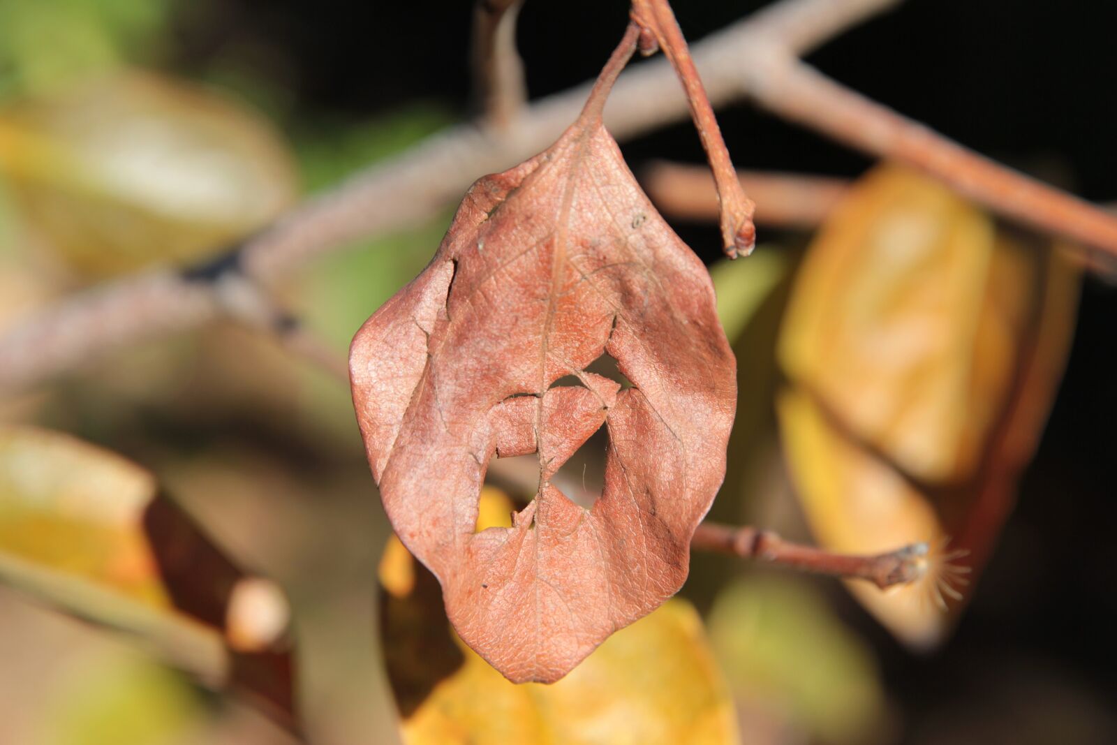 Canon EF 24-70mm F2.8L II USM sample photo. Autumn, hazan, leaves photography