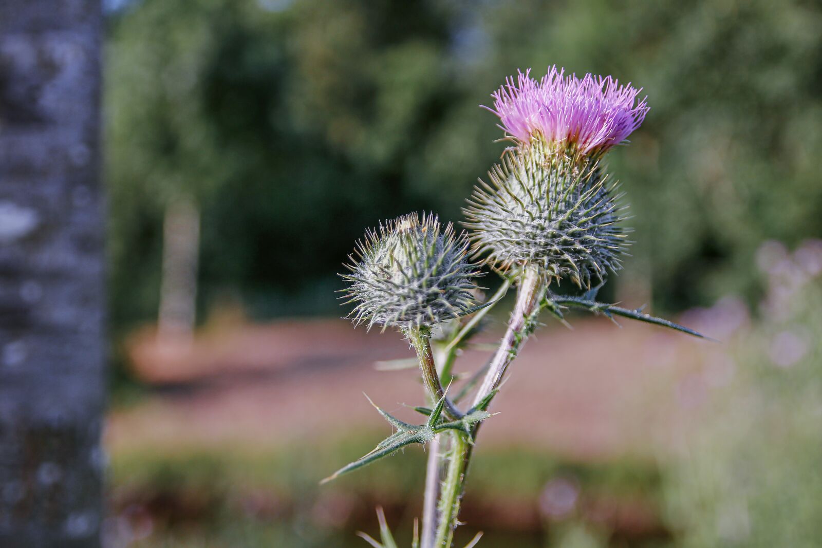 Canon EOS 70D sample photo. Diestel, blossom, bloom photography