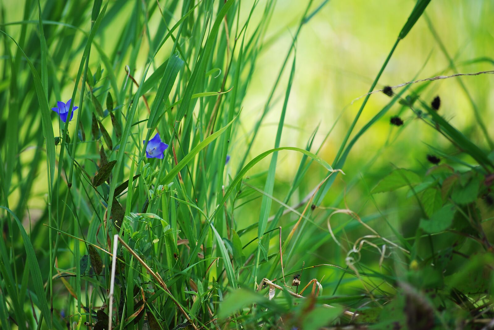 Nikon D80 sample photo. Nature, grass, green photography