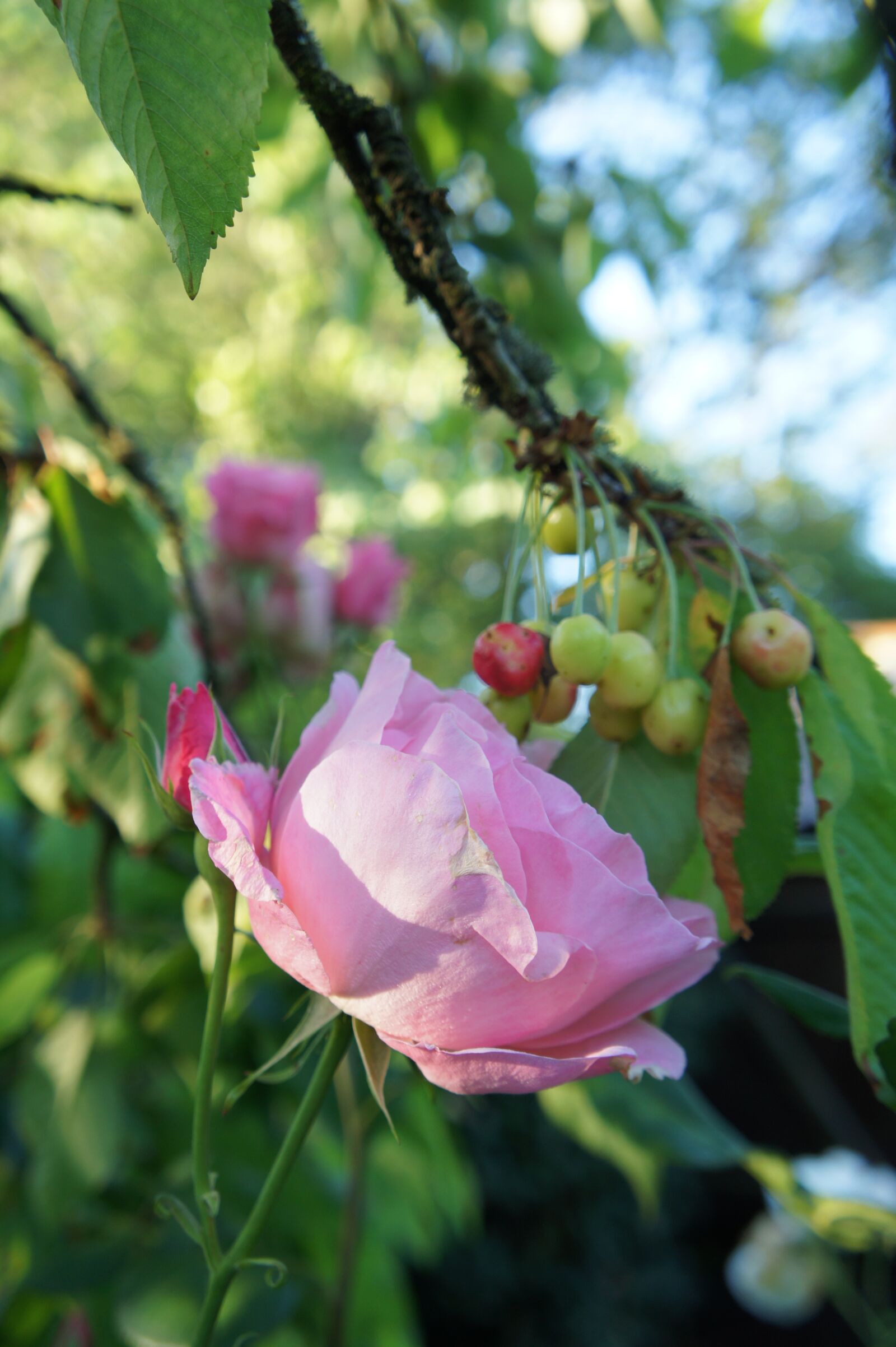 Sony Alpha NEX-3 sample photo. Pink, garden, flower photography