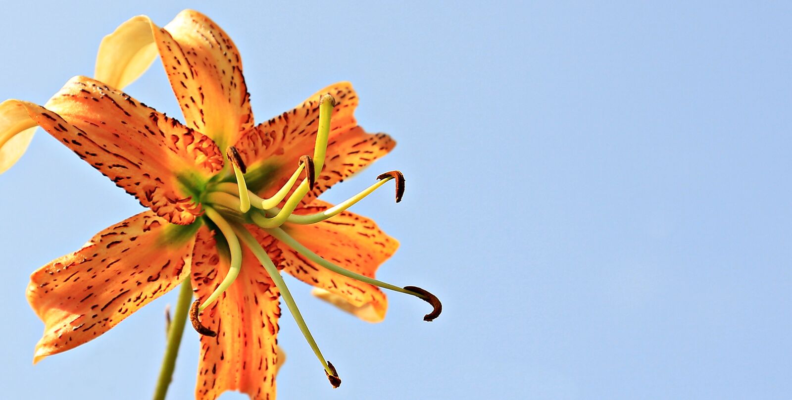Canon EOS 550D (EOS Rebel T2i / EOS Kiss X4) sample photo. Lily, flower, lilies photography