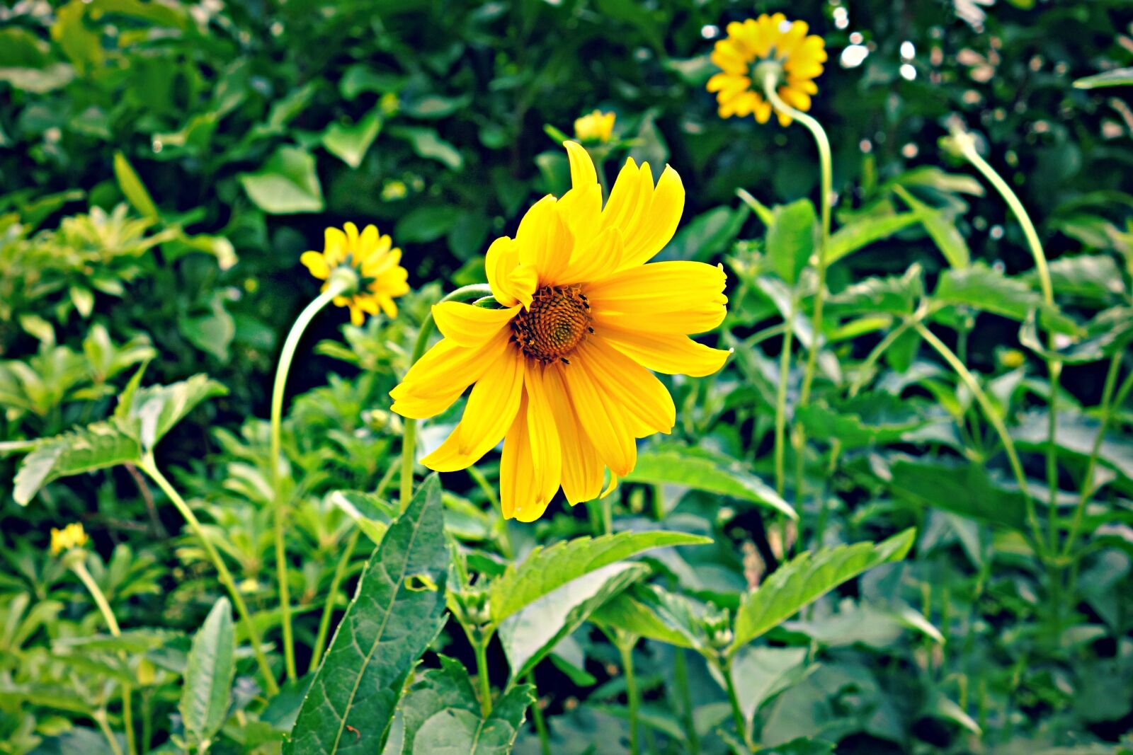 Sony Cyber-shot DSC-RX100 sample photo. Flower, yellow, blossom photography