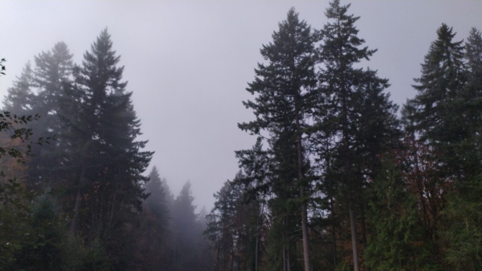 Xiaomi Redmi Note 7 sample photo. Woods, fog, scary photography