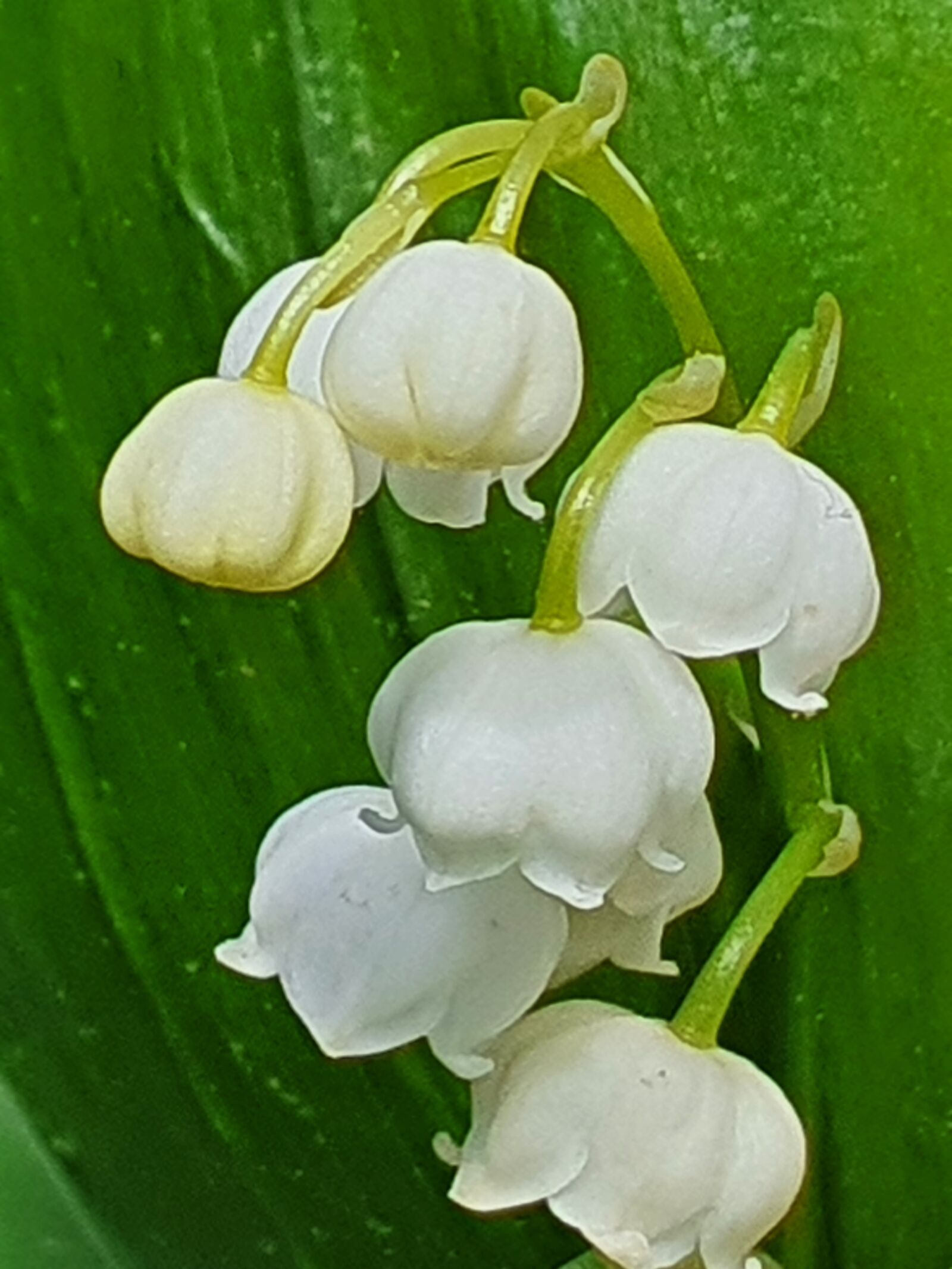 Samsung Galaxy S10+ sample photo. Flowers, lily of the photography