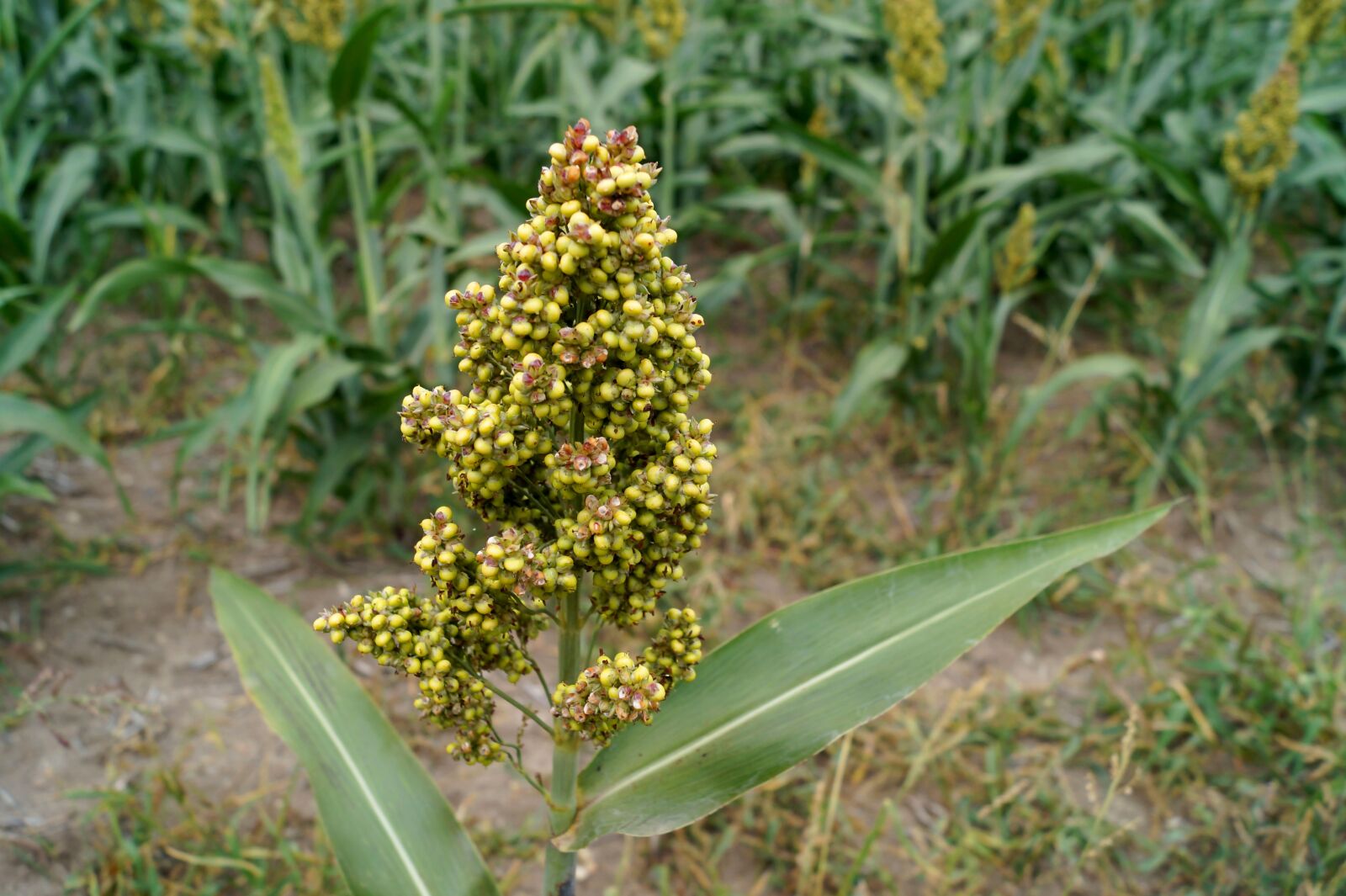 Sony DT 18-55mm F3.5-5.6 SAM II sample photo. Millet, cereals, agriculture photography