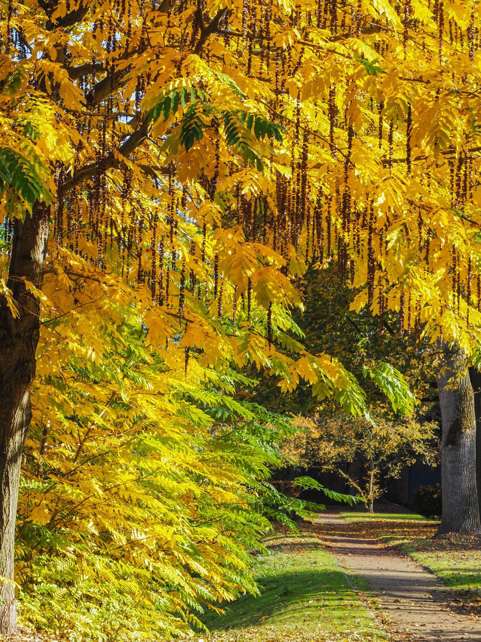 Olympus OM-D E-M10 + OLYMPUS M.12-50mm F3.5-6.3 sample photo. Autumn, gold, park photography