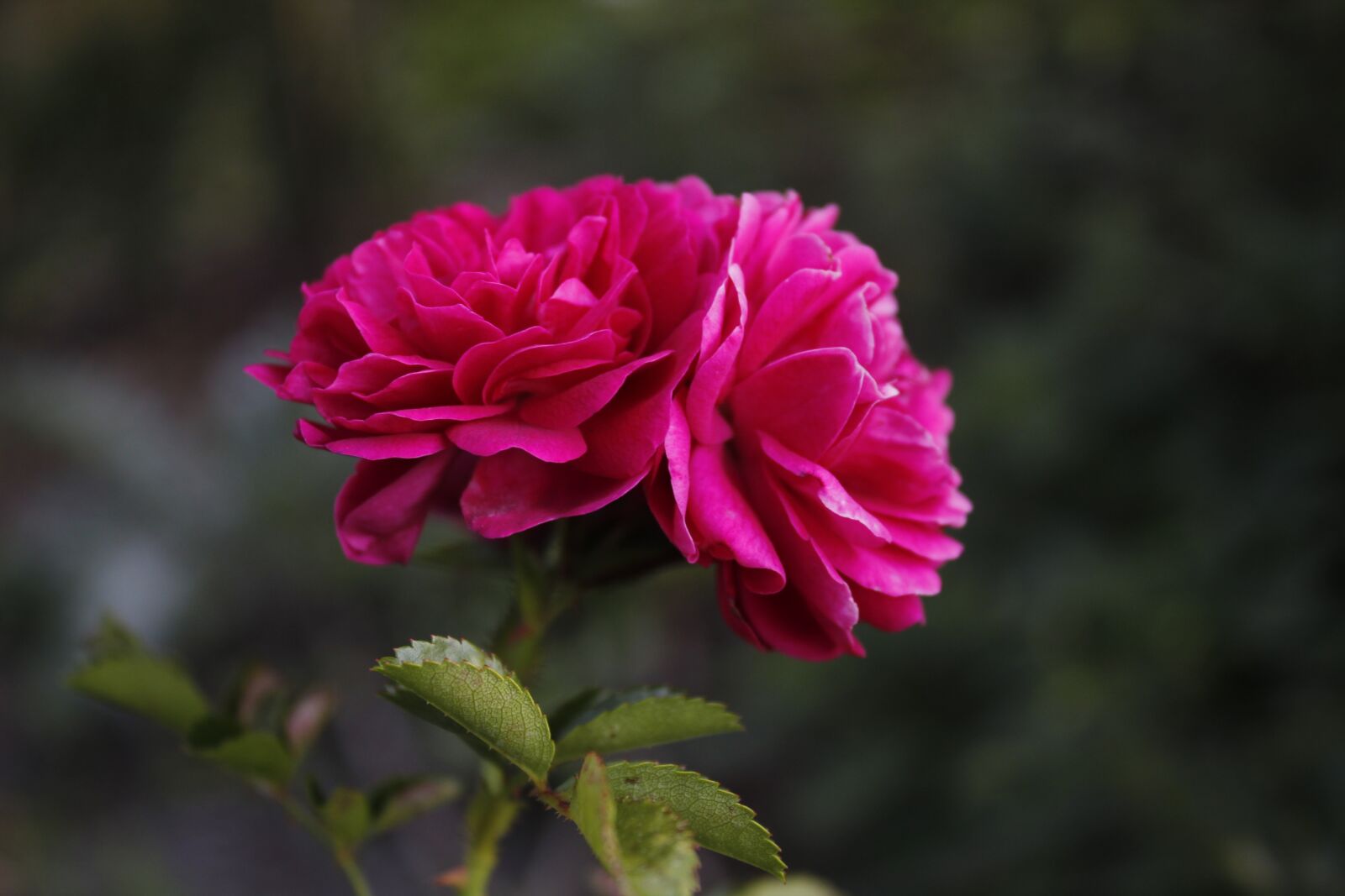 Canon EOS 1300D (EOS Rebel T6 / EOS Kiss X80) sample photo. Flower, nature, blossom photography