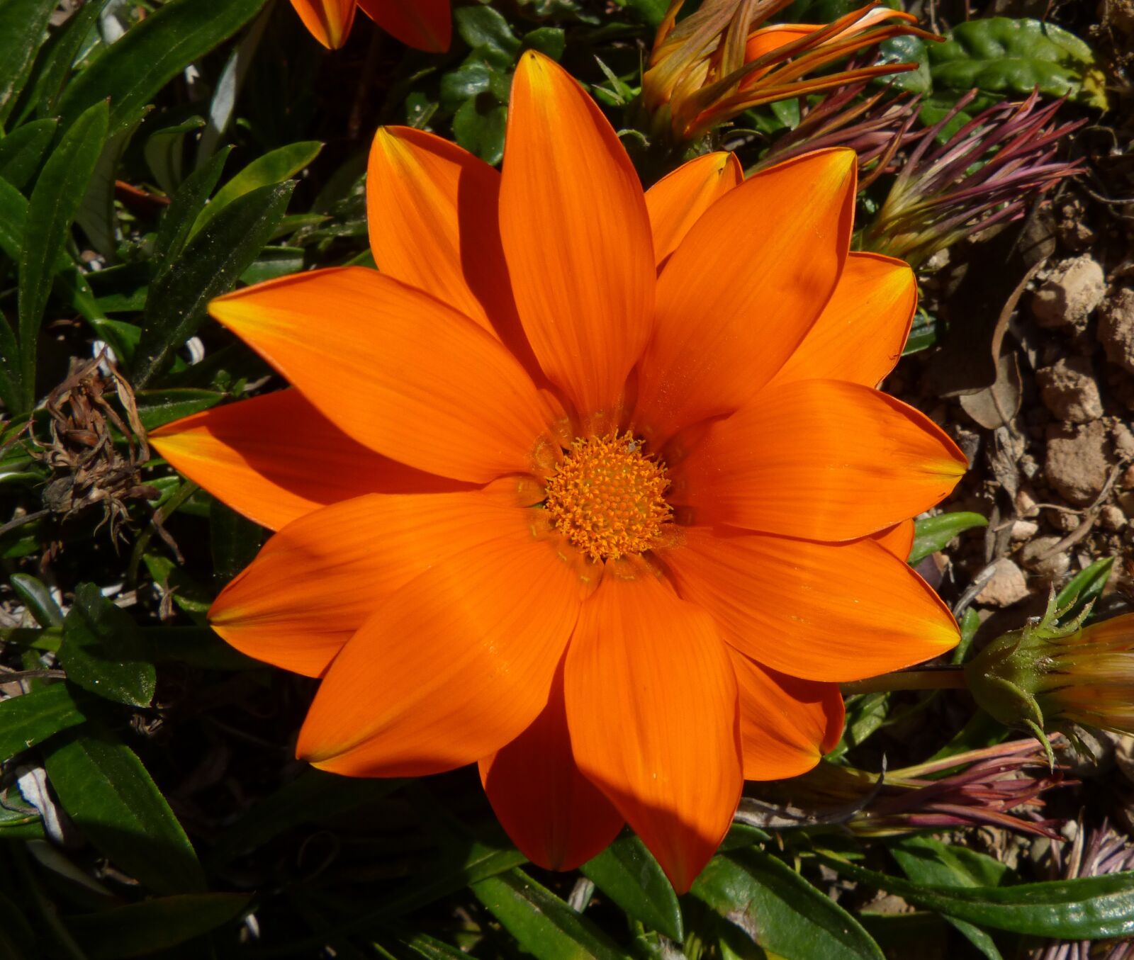Panasonic DMC-FZ62 sample photo. Flower, orange, beauty photography