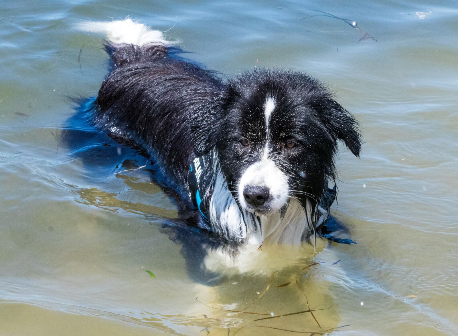 Canon EOS 80D sample photo. Dog, border collie, pet photography