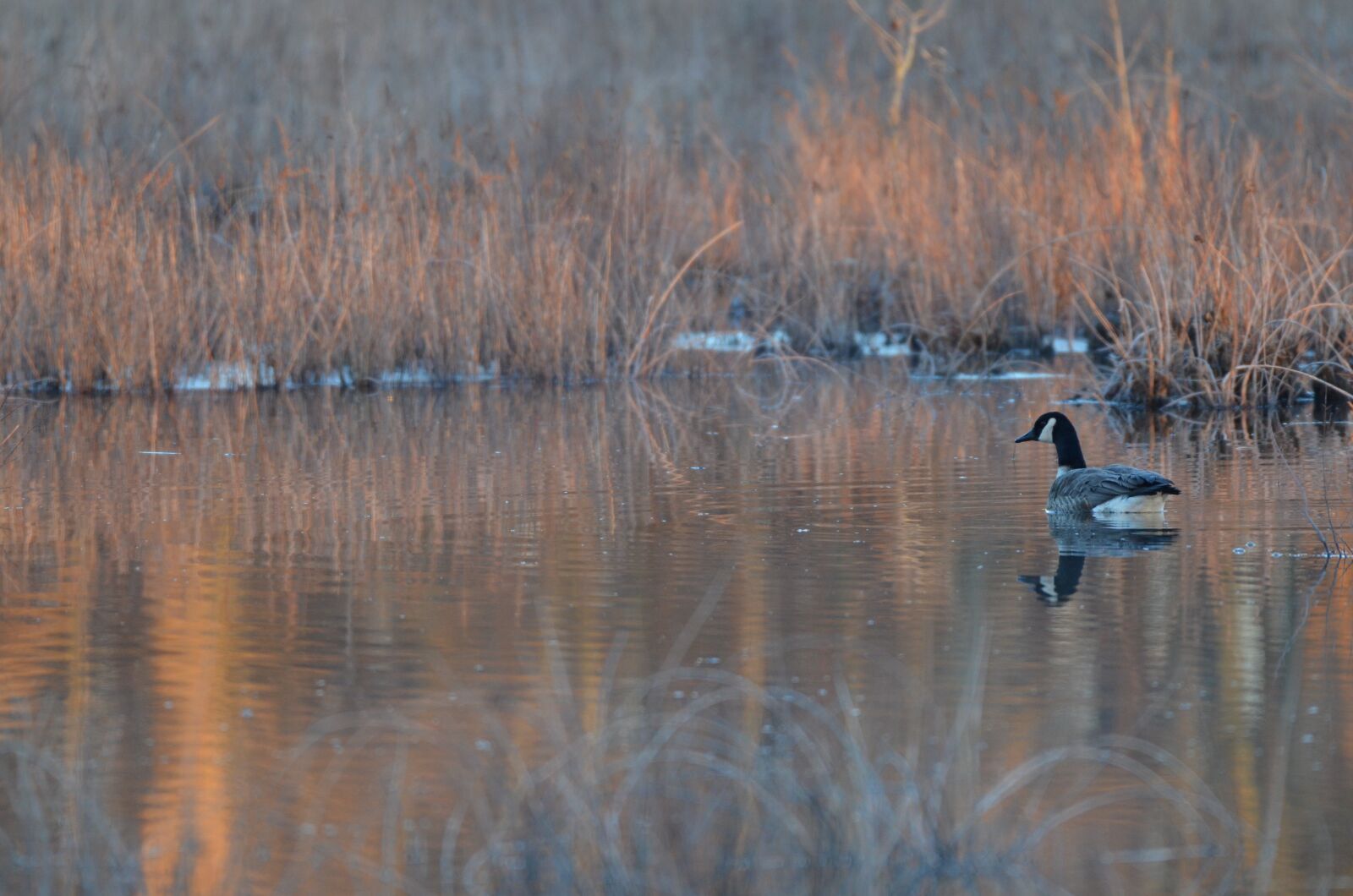 Nikon D7000 sample photo. Goose, geese, sunset photography