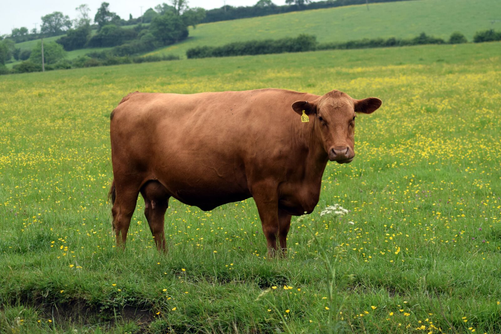 Nikon D5300 sample photo. Cow, herd, cattle photography