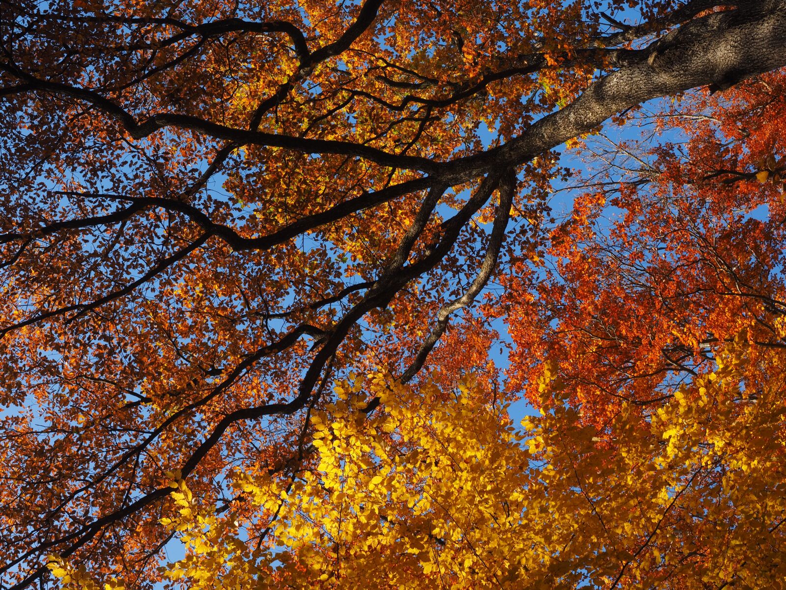 Olympus OM-D E-M1 + Olympus M.Zuiko Digital ED 12-40mm F2.8 Pro sample photo. Autumn, fall foliage, colorful photography