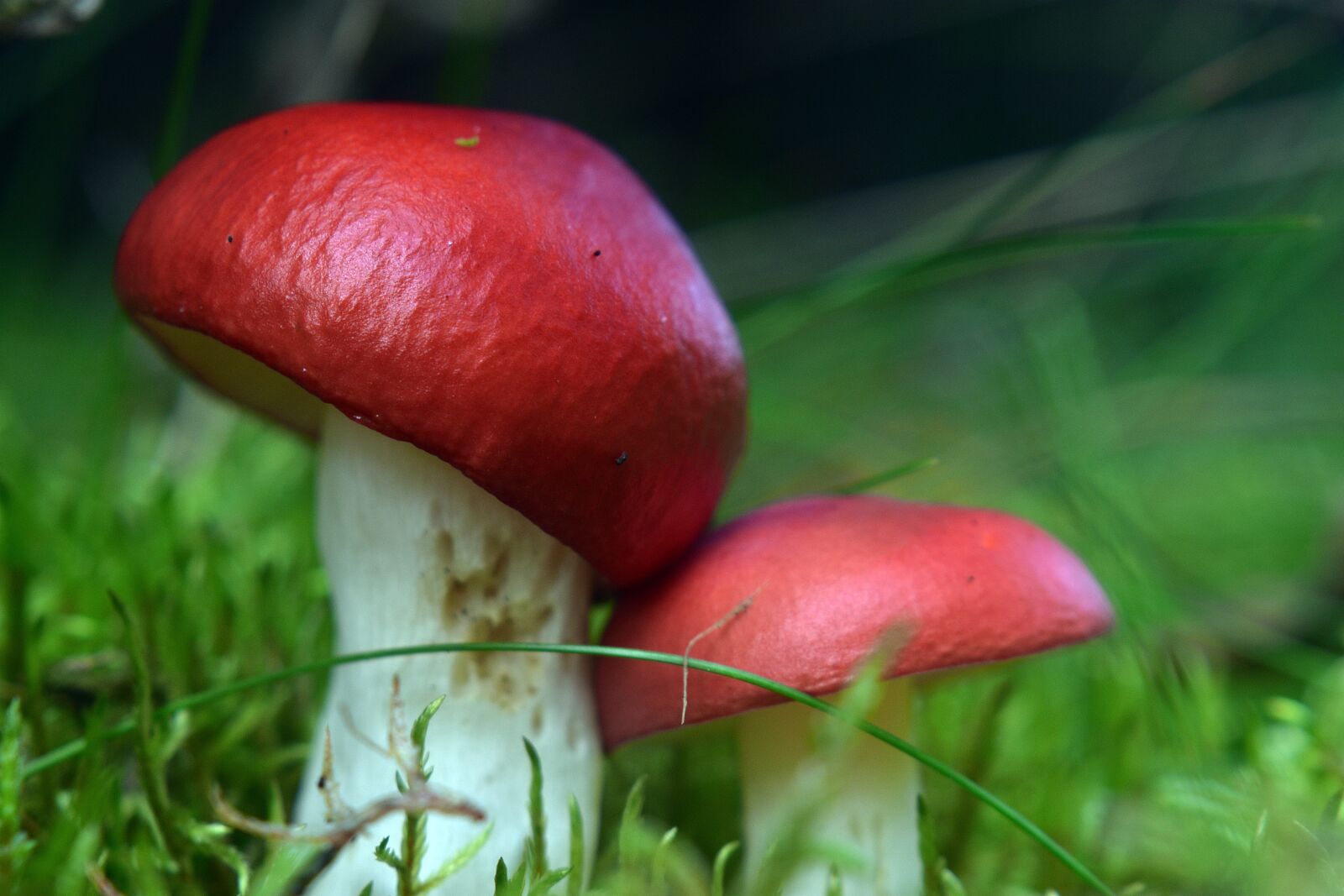 Nikon D3400 sample photo. Nature, mushrooms, fungi photography