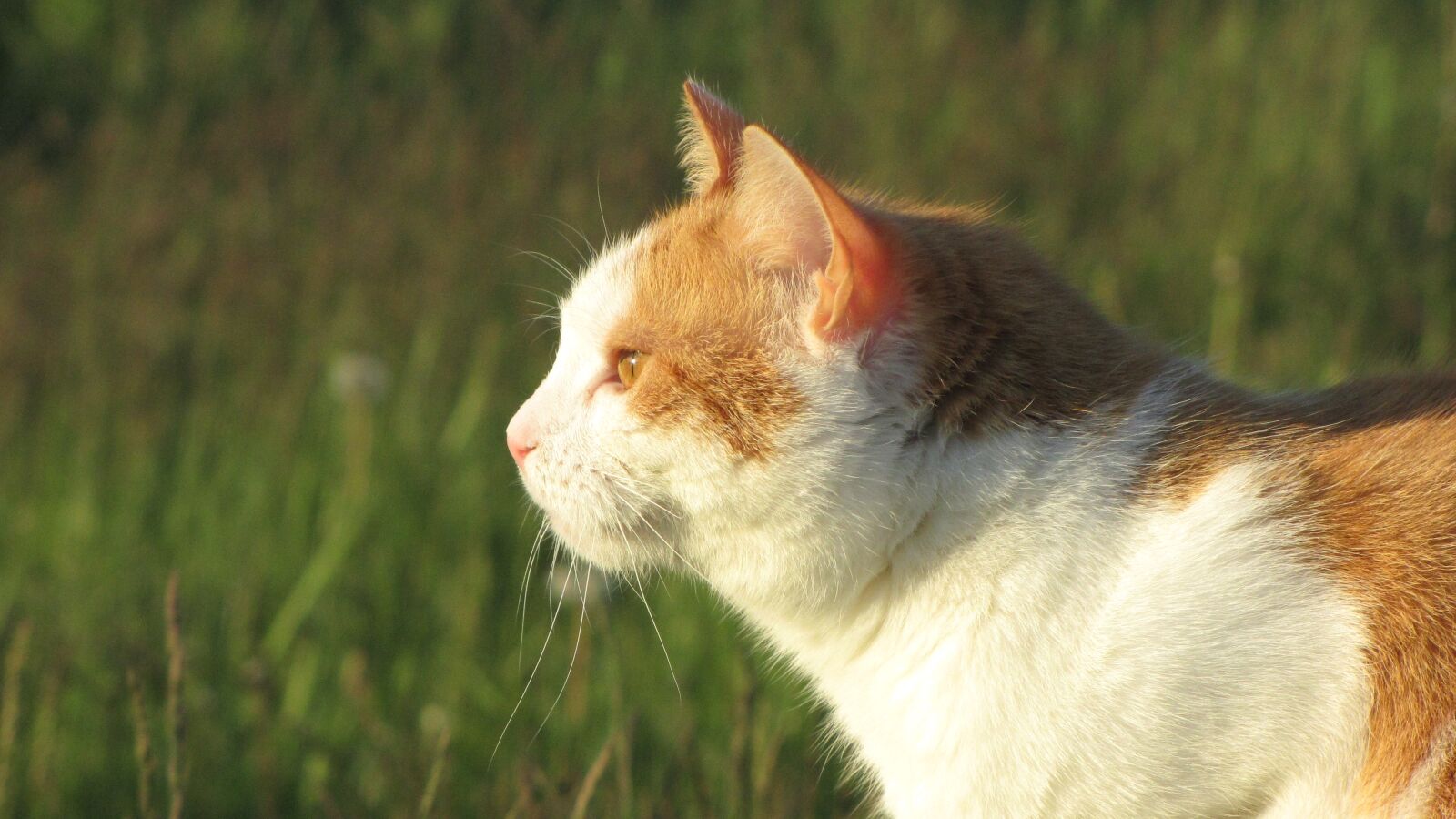 Canon PowerShot SX1 IS sample photo. Cat, animal, meadow photography