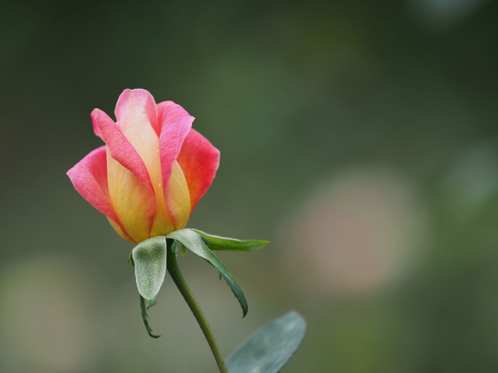 Olympus OM-D E-M1 Mark II + Olympus M.Zuiko Digital ED 40-150mm F2.8 Pro sample photo. Flower, rose, macro photography