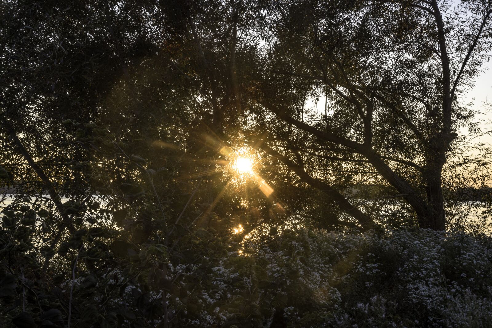 Nikon D750 sample photo. Sunlight, tree, leaves photography