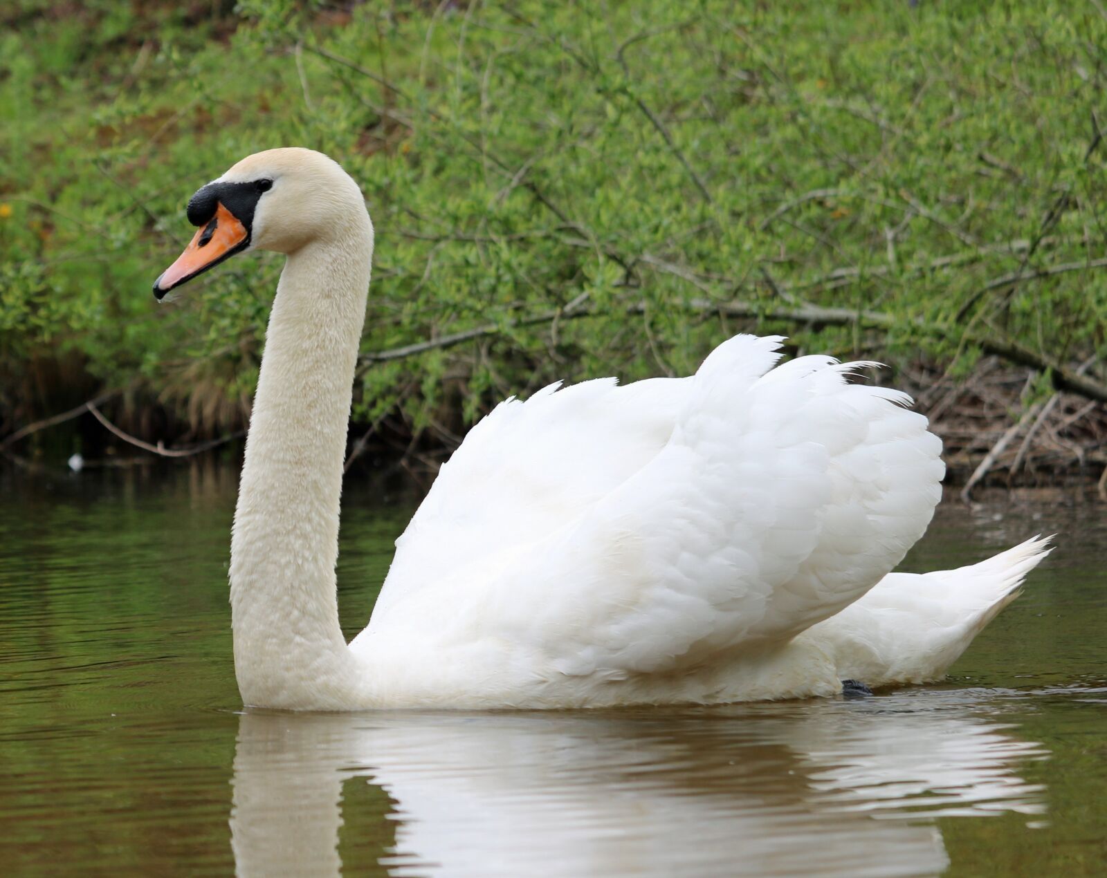 Canon EOS 750D (EOS Rebel T6i / EOS Kiss X8i) sample photo. Swan, water, bird photography
