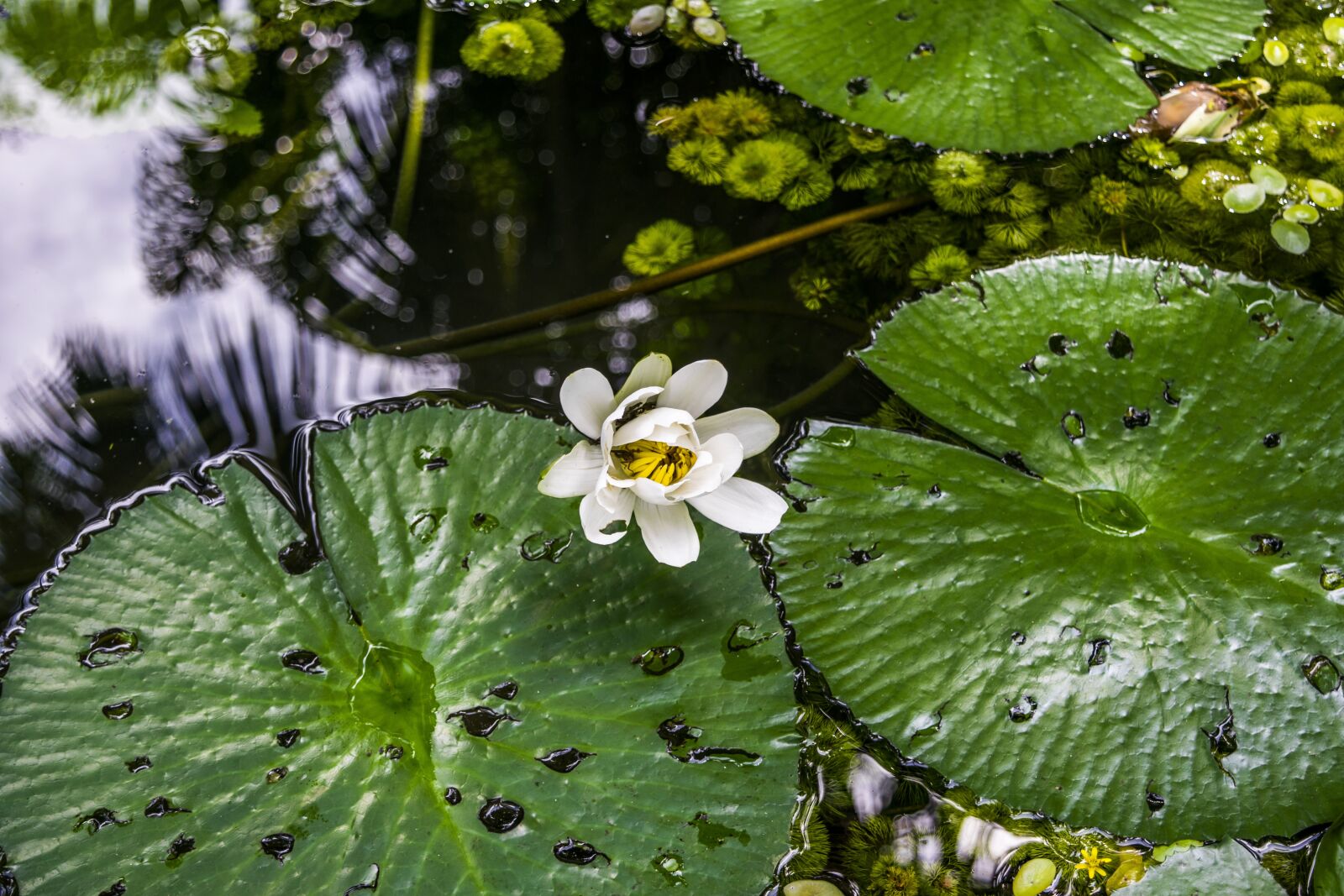 Nikon D5300 sample photo. Nature, flower, flowers photography