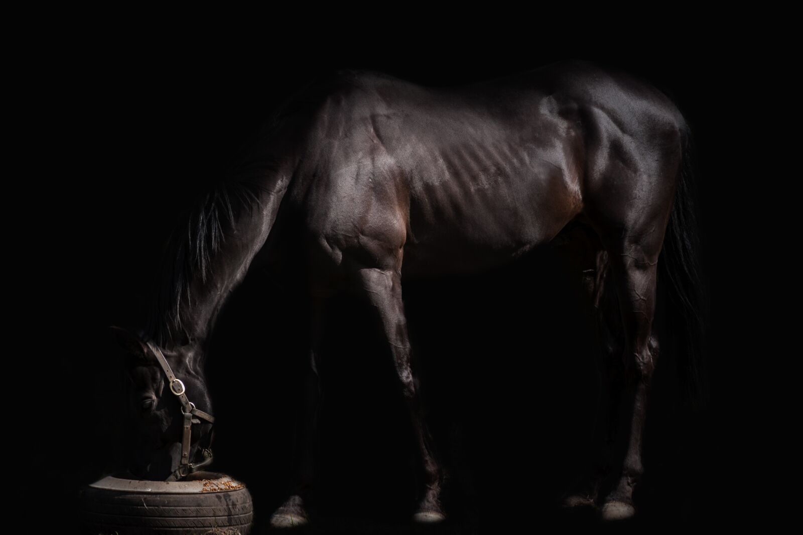 Nikon D700 sample photo. The horse, animal, stallion photography