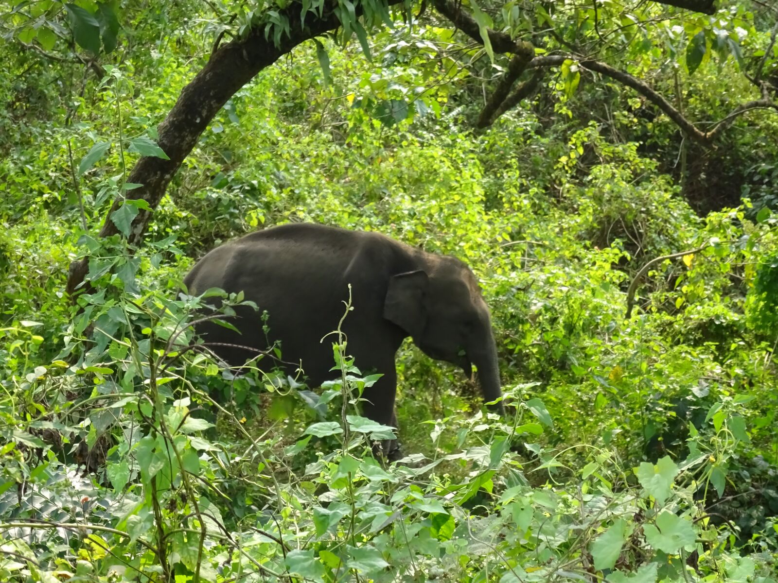 Sony Cyber-shot DSC-WX350 sample photo. Elephant, wildlife, animal photography