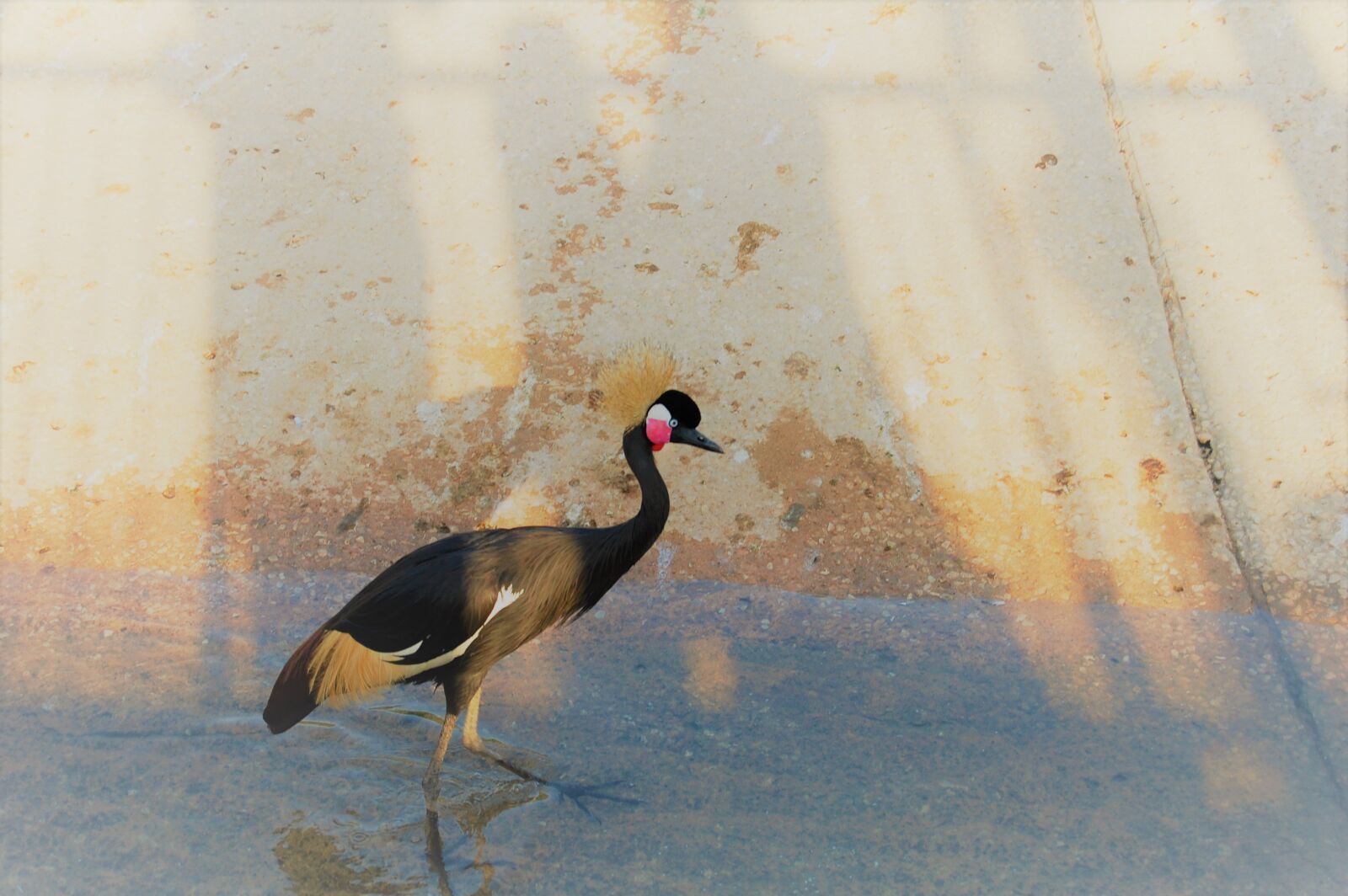 Nikon D40 sample photo. Bird, zoo, nature photography