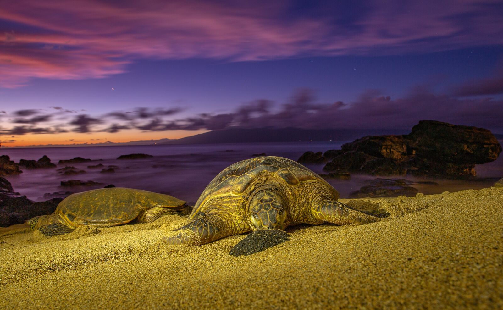 Canon EF 24-70mm F2.8L II USM sample photo. Turtles, sunset, turtle photography
