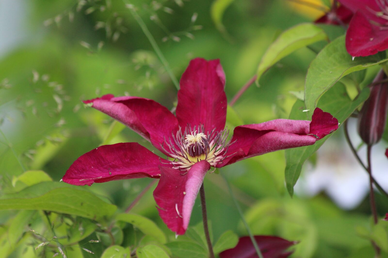 Canon EOS 650D (EOS Rebel T4i / EOS Kiss X6i) sample photo. Clematis, flower, plant photography