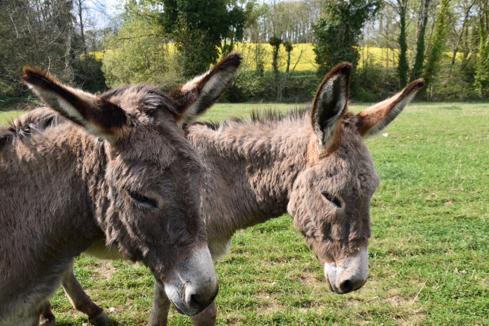 Nikon D5600 sample photo. Donkeys, equines, herbivores photography