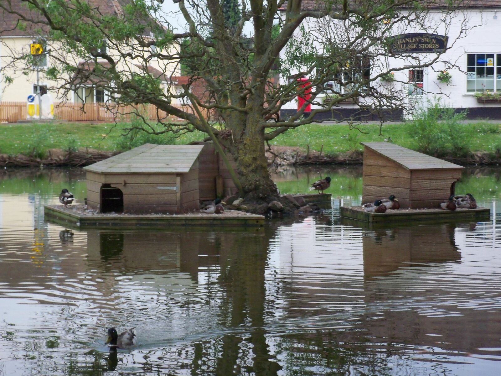 Kodak EASYSHARE C190 DIGITAL CAMERA sample photo. Duck, pond, country photography