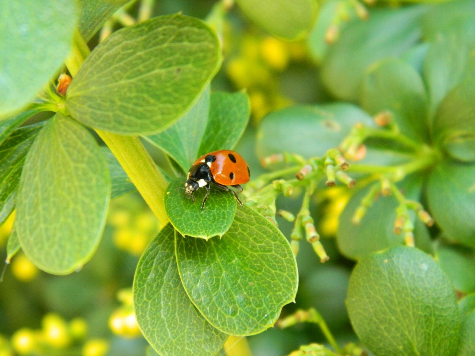 Nikon COOLPIX L310 sample photo. Ladybug, beetle, nature photography