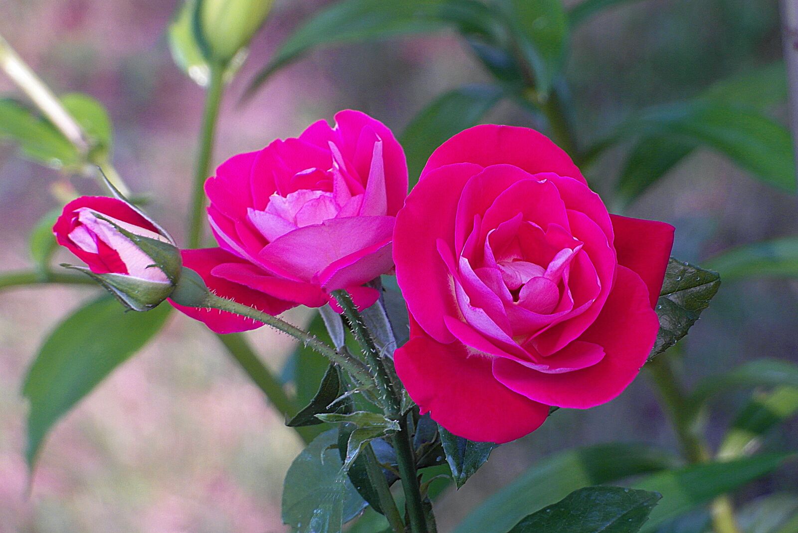 Samsung WB750 sample photo. Roses, flower, pink photography