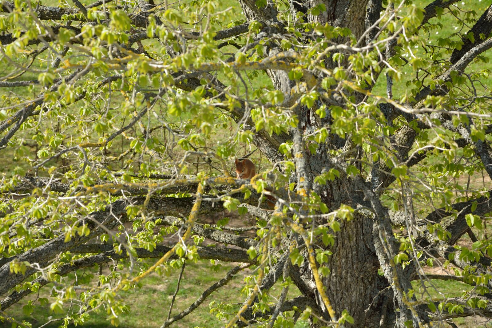 Nikon D5200 sample photo. Tree, green, squirrel photography