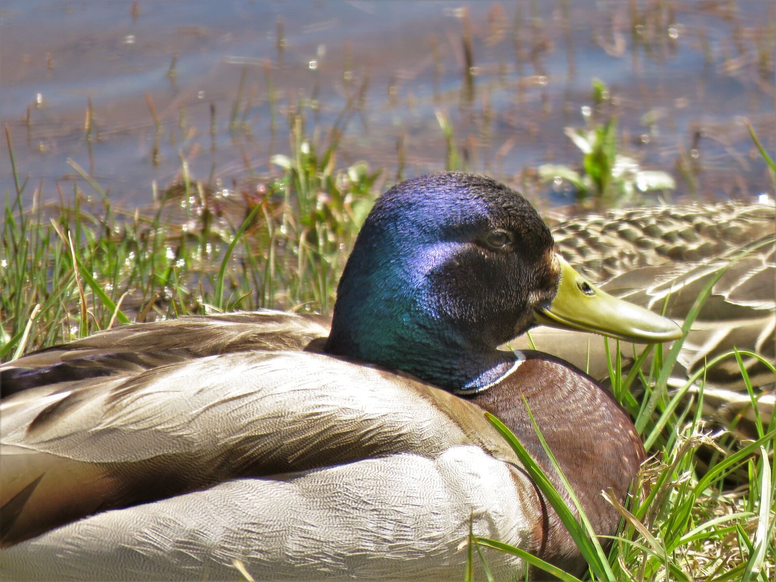 Canon PowerShot SX60 HS sample photo. Water fowl, blue, brown photography