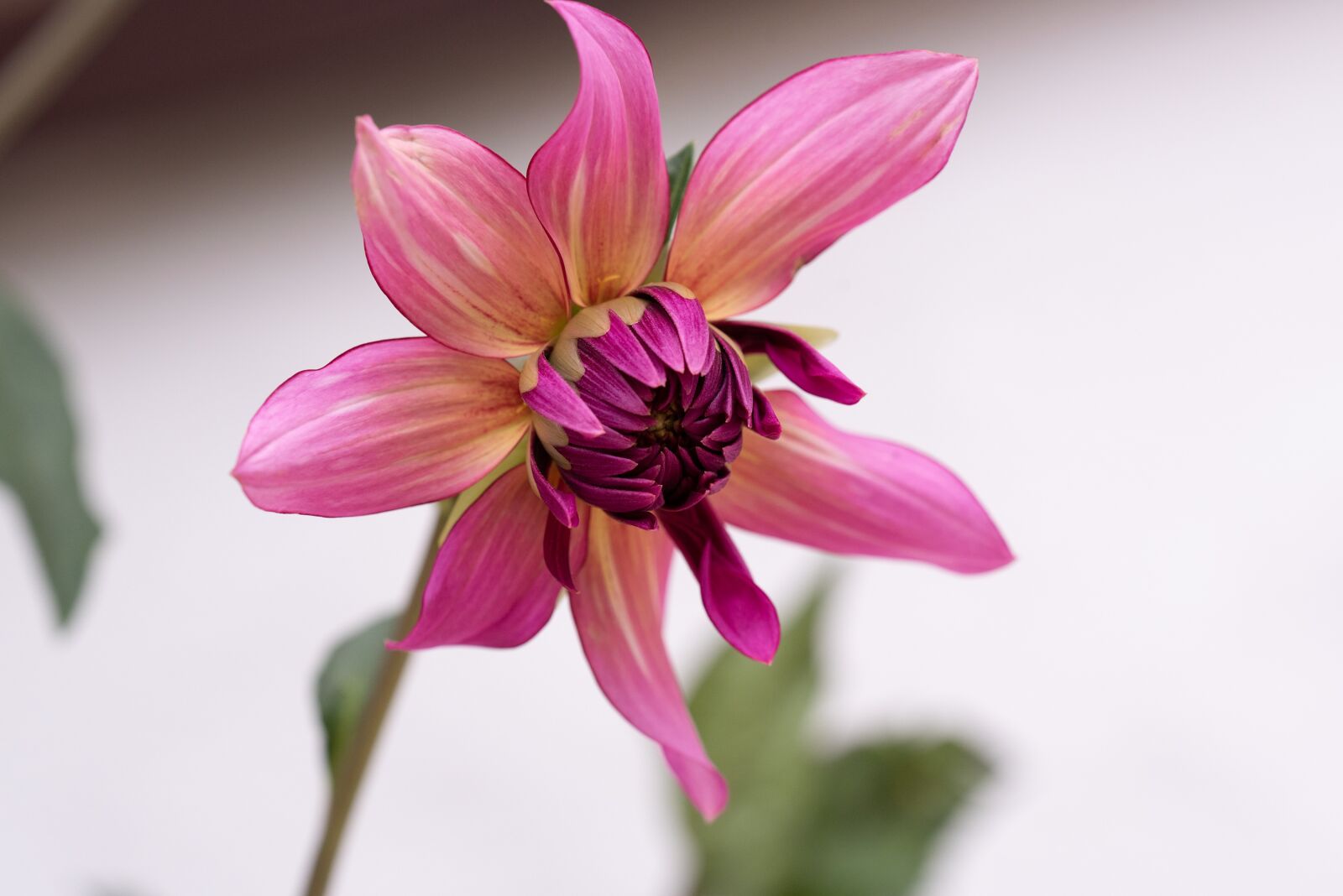 Nikon D750 sample photo. Plant, flower, beautiful photography