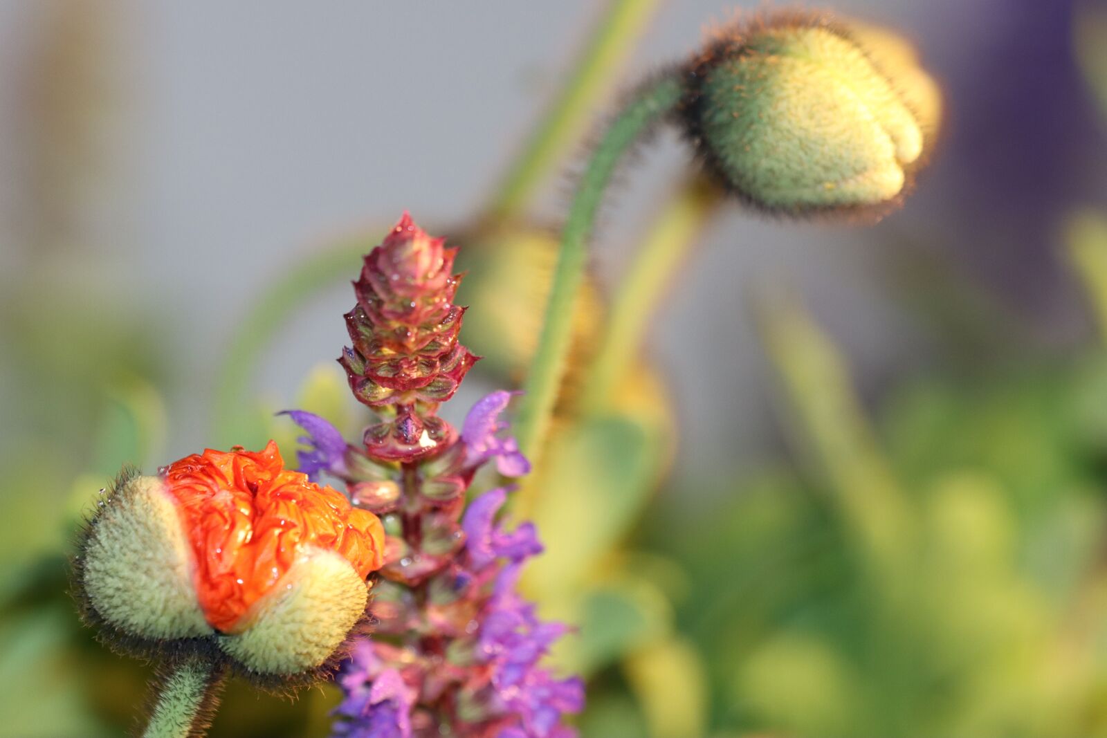 Canon EOS 90D sample photo. Poppy, orange, red photography