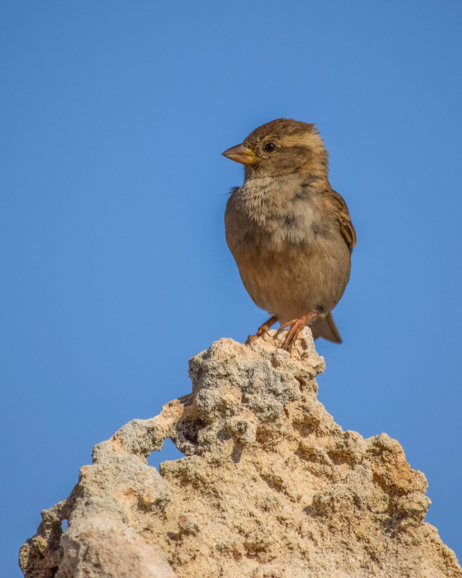 Nikon D3300 sample photo. Sparrow, bird, nature photography