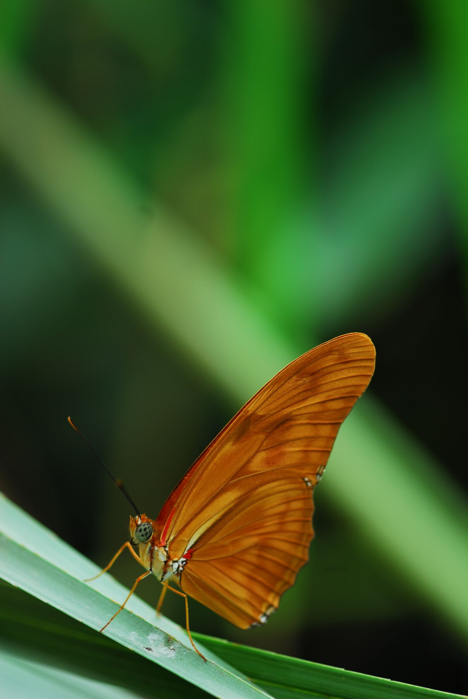 Nikon D200 sample photo. Insect, butterfly, nature photography
