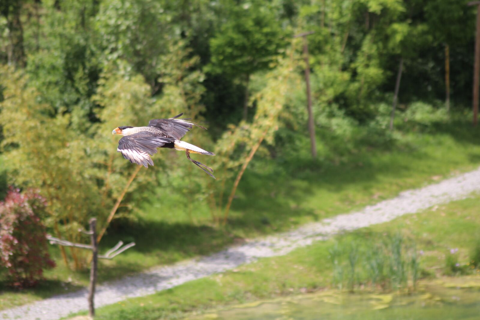 Canon EOS 600D (Rebel EOS T3i / EOS Kiss X5) sample photo. Birds, flight, hover photography