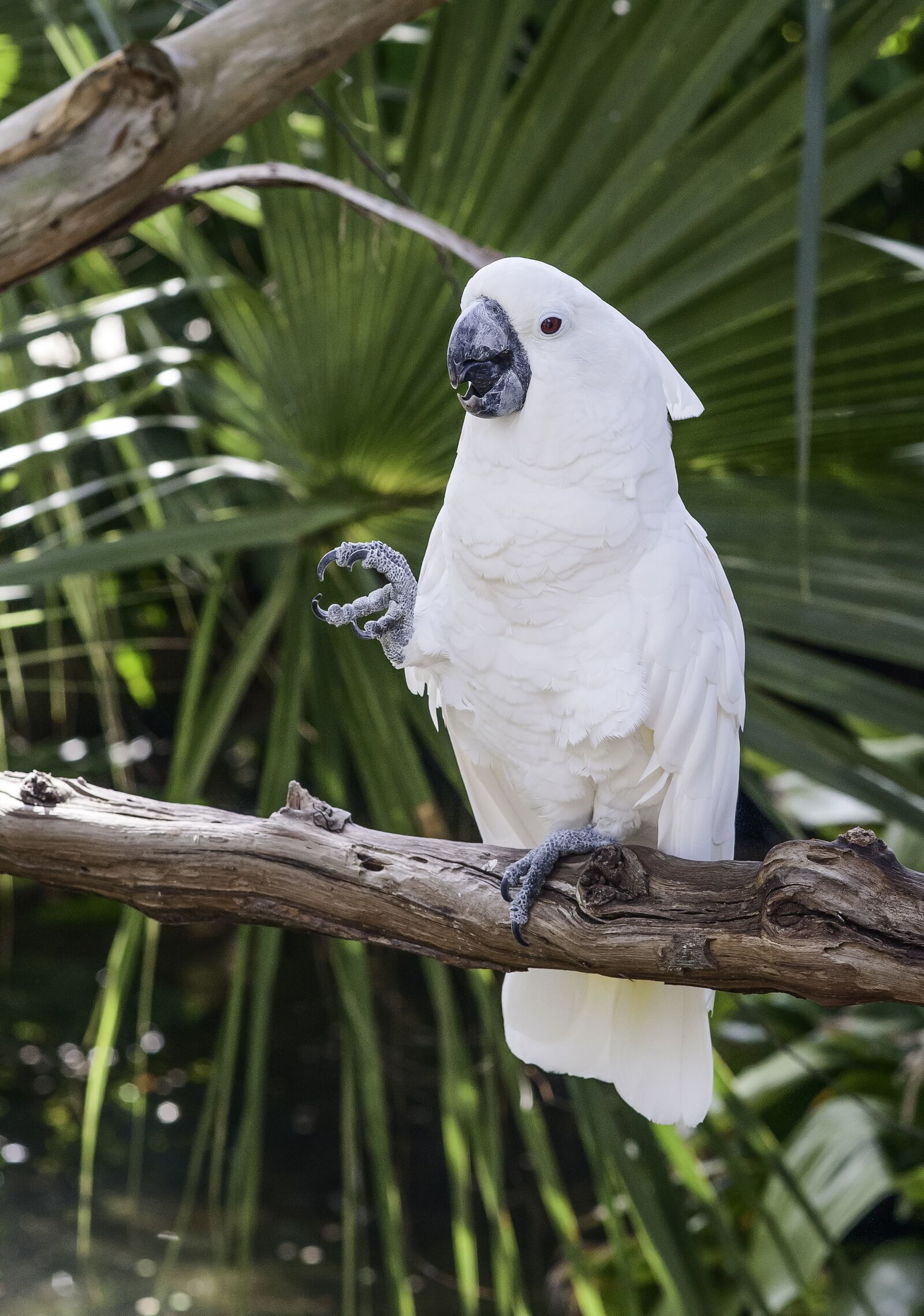 Nikon D300 sample photo. Parrot, bird, white photography