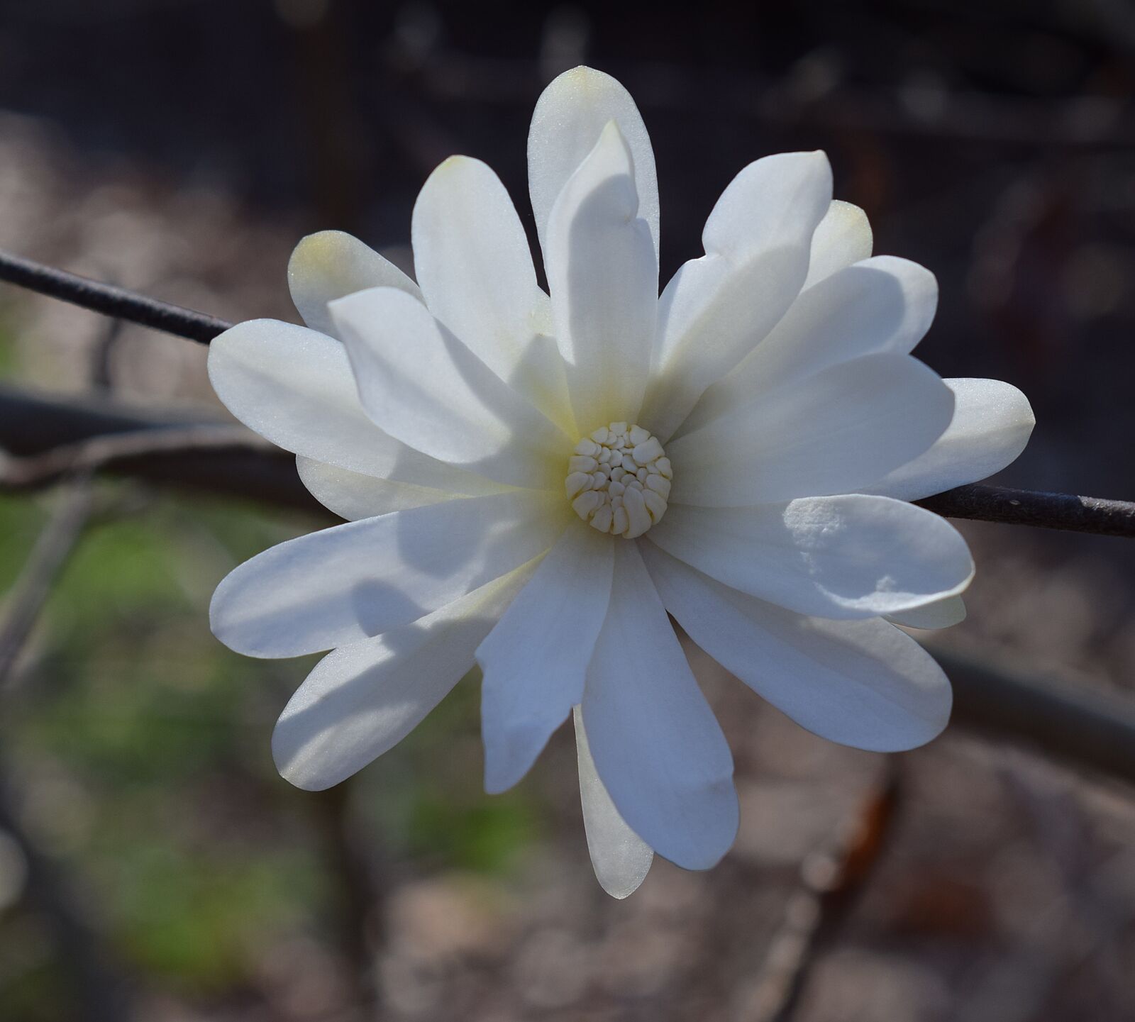 Nikon D3300 sample photo. Star magnolia, magnolia, tree photography