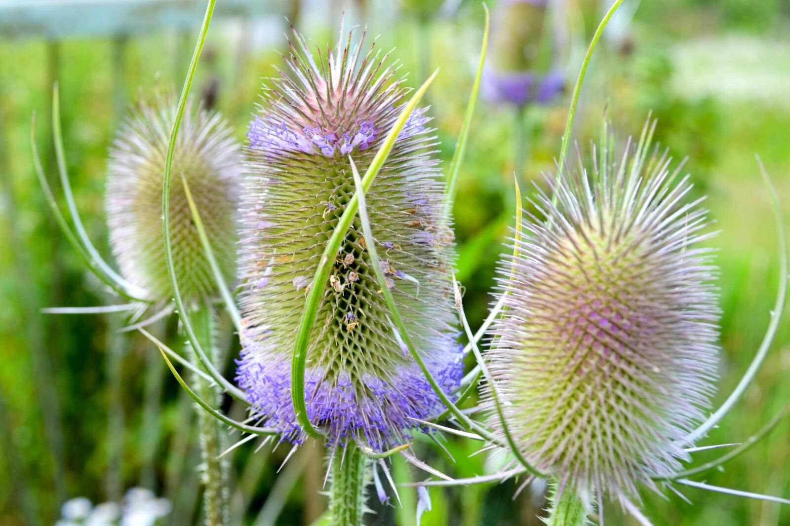 Nikon D5100 sample photo. Nature, plant, summer photography