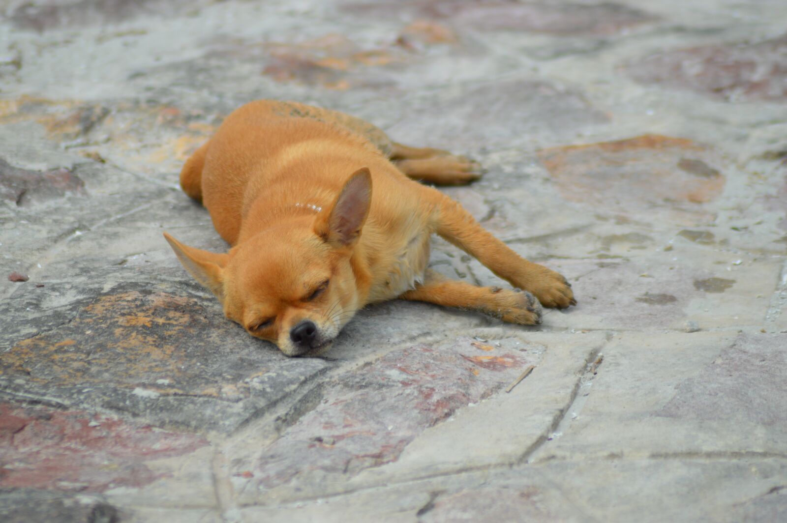 Nikon D3200 sample photo. Dog, sleep, animal photography