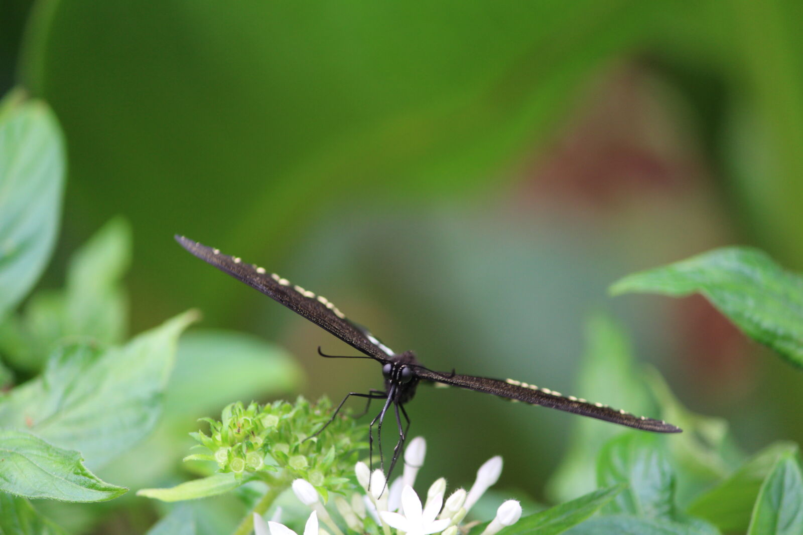 Canon EOS 700D (EOS Rebel T5i / EOS Kiss X7i) sample photo. Black, and, white, butterfly photography