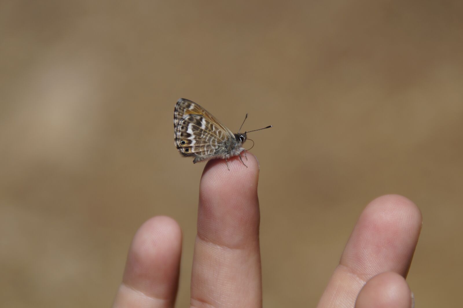 Sony SLT-A58 sample photo. Tiny, butterfly, trustful photography